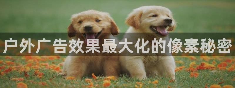 杏宇平台怎么样